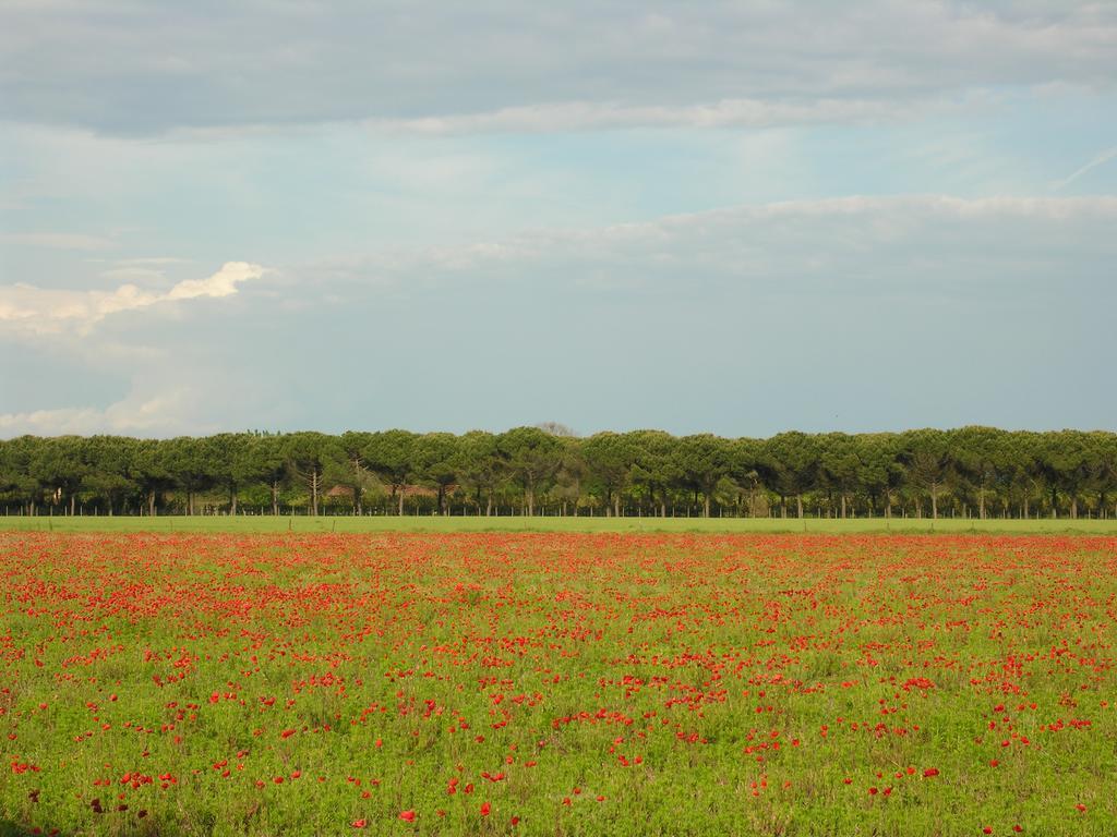 Appartamenti Alaska Bibione Dış mekan fotoğraf